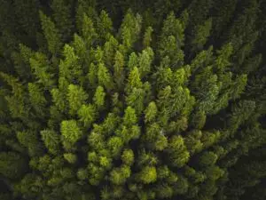 Aerial view of lush woodland