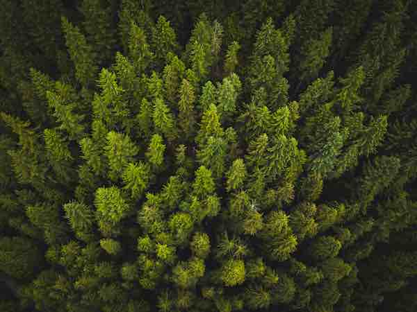 Aerial view of lush woodland