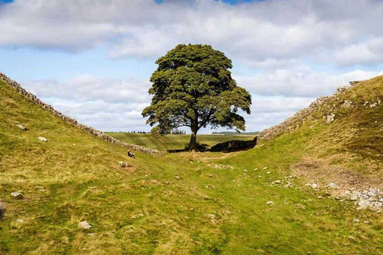 Sycamore Gap tree in a valley on Hadrian's Wall