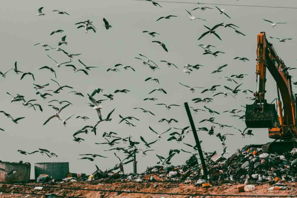 Flock of birds flying over a landfill site with a digger working in the foreground